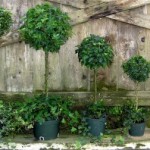Assorted Balls on Stems