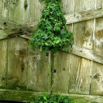 large_elevated_cone-461x1024