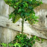 star_on_stem-681x1024
